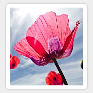 Poppies and Sky 2 Sticker